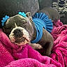 Strom is registered to the contest to win money with this photo: accessory, adorable, animal, blue_outfit, canine, comfort, couch, cozy, cute, dog, fur, home, indoor, nap, pet, pink_blanket, relaxed, resting, sleeping, soft