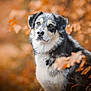 dog, animal, outdoor, autumn, leaves, nature, portrait, fur, pet, canine, fall, brown, orange, black, white, forest, seasonal, cute, mammal, wildlife