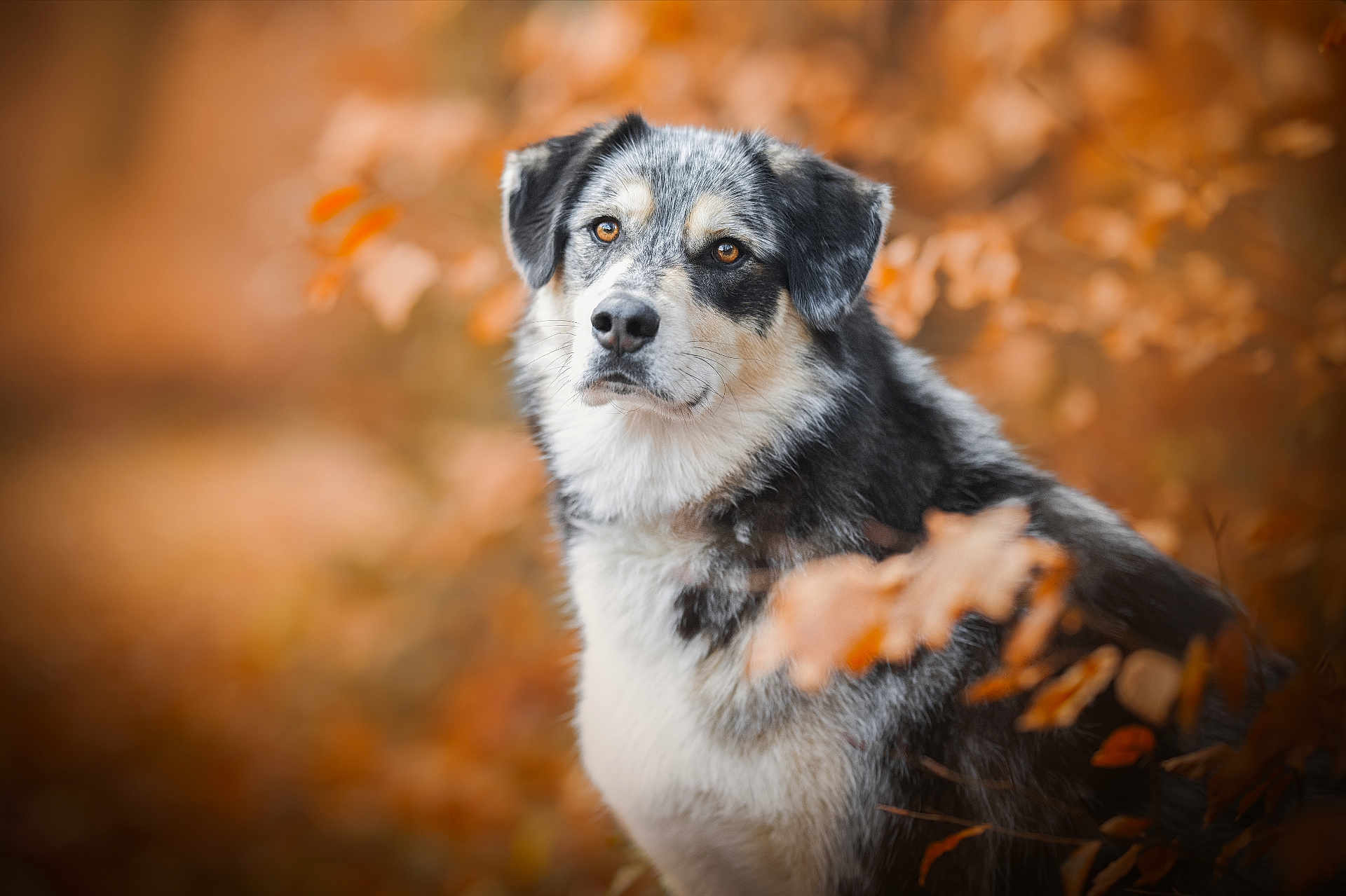 Simba a rejoint le concours — aidez-le/la à gagner de superbes lots ! dog, animal, outdoor, autumn, leaves, nature, portrait, fur, pet, canine, fall, brown, orange, black, white, forest, seasonal, cute, mammal, wildlife