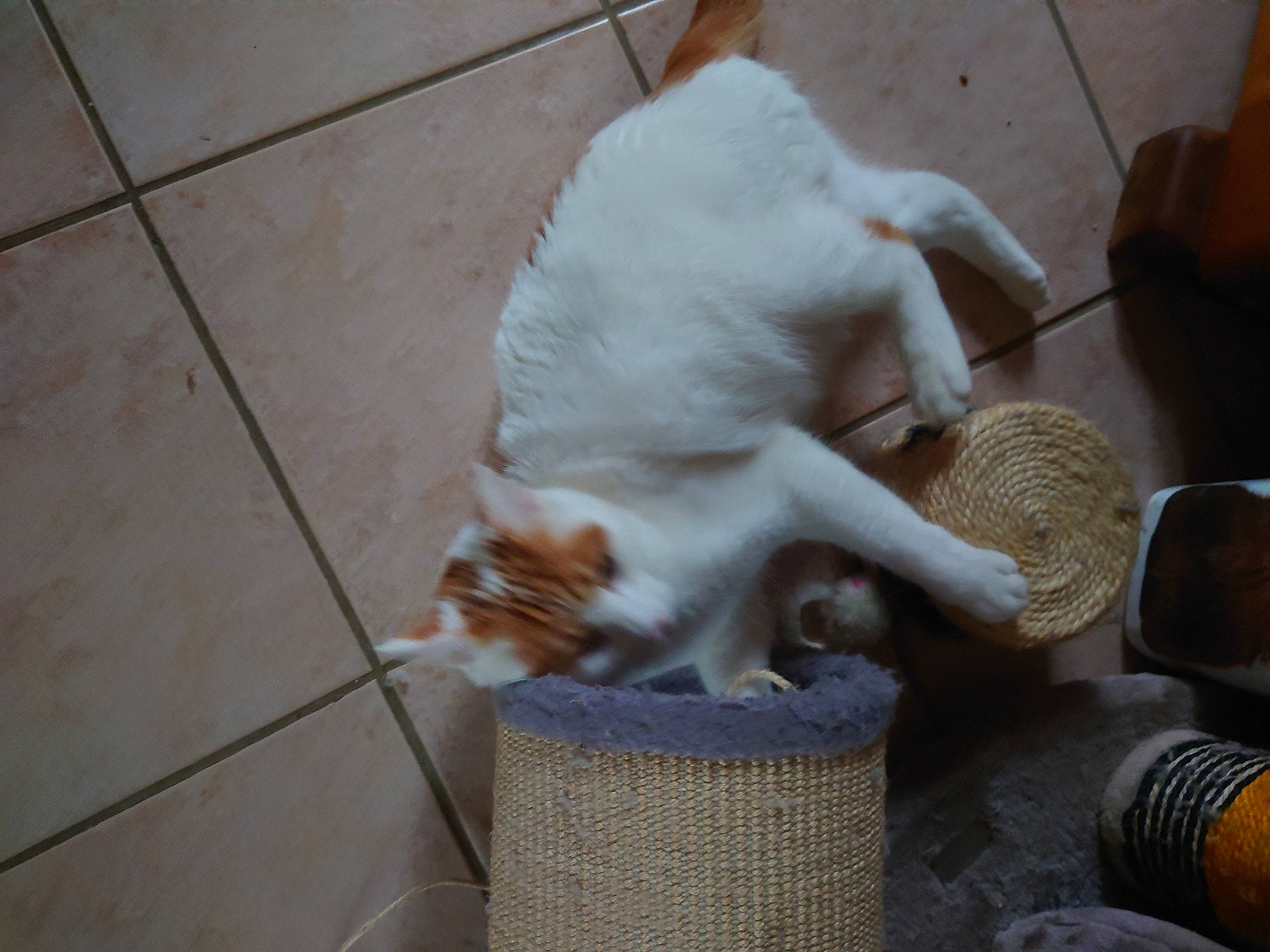 Twiny a rejoint le concours — aidez-le/la à gagner de superbes lots ! basket, carnivore, cat, cat_supply, claw, comfort, companion_dog, domestic_short_haired_cat, fawn, felidae, flooring, fur, hardwood, mammal, paw, pet_supply, small_to_medium_sized_cats, tail, whiskers, wood