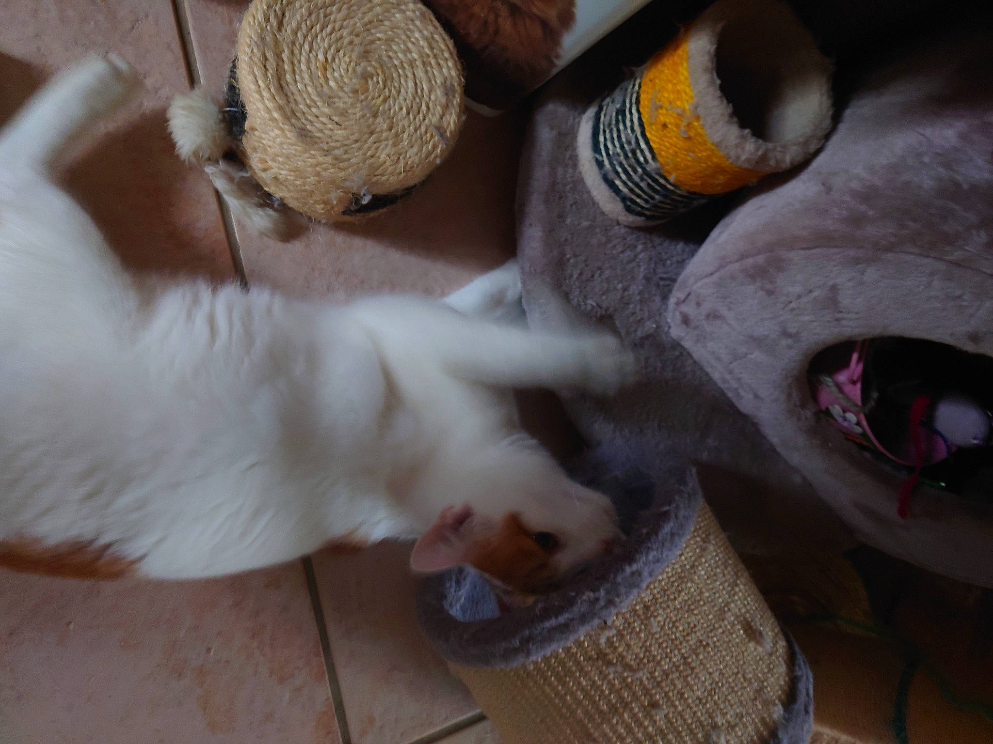 Twiny a rejoint le concours — aidez-le/la à gagner de superbes lots ! art, basket, eyelash, fashion_accessory, fawn, felidae, fur, headgear, linens, nail, small_to_medium_sized_cats, snout, tail, textile, toy, whiskers, white, wood, wool, woolen