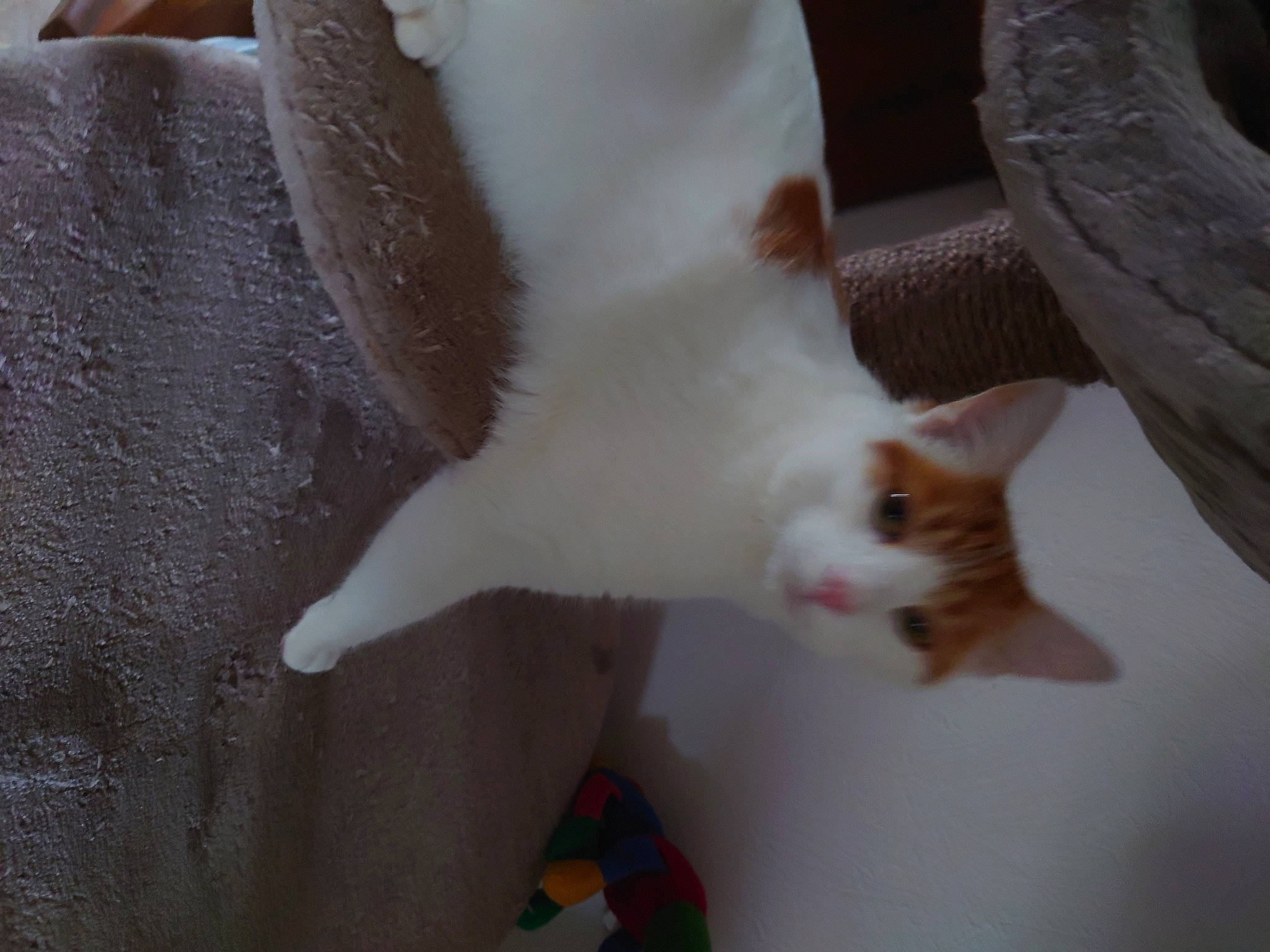 Twiny a rejoint le concours — aidez-le/la à gagner de superbes lots ! carnivore, cat, claw, domestic_short_haired_cat, fawn, felidae, fur, hardwood, paw, plant, small_to_medium_sized_cats, snout, tail, whiskers, wood