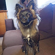 Coocky a rejoint le concours — aidez-le/la à gagner de superbes lots ! dog, small_dog, long_hair, pet, indoor, couch, living_room, ears, black_fur, white_chest_patch, portrait, sitting, paws, muzzle, whiskers, sofa, lamp, sunlight, furniture, owner_home
