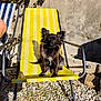 Coocky participe au concours pour gagner de l'argent avec cette photo : dog, small_dog, long_haired_dog, pet, lounge_chair, yellow_stripes, outdoor, patio, gravel, sunny, shadow, ears_up, black_fur, sitting, paws, cute, relaxing, metal_frame, wall, plants