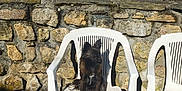 Coocky a rejoint le concours — aidez-le/la à gagner de superbes lots ! dog, small_dog, plastic_chair, white_chair, stone_wall, rustic, outdoor, gravel, sunlit, shadow, ears, black_fur, pet, sitting, patio, seating, two_chairs, window_hole, texture, sunshine