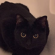 Vanta a rejoint le concours — aidez-le/la à gagner de superbes lots ! black_cat, cat, pet, animal, bathtub, indoor, fur, whiskers, ears, eyes, curious, cute, domestic_animal, feline, looking_up, alone, sitting, quiet, shadow, soft_light