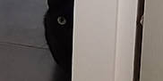 Vanta a rejoint le concours — aidez-le/la à gagner de superbes lots ! cat, black_cat, peeking, door_frame, indoor, curious, animal, pet, eye, ear, shadow, floor, wall, hidden, quiet, mystery, feline, domestic_cat, playful, closeup