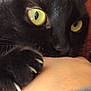 cat, black_cat, yellow_eyes, claws, paw, close_up, pet, animal, feline, indoor, human_arm, grip, cozy, warm_colors, fur, whiskers, relaxed, domestic_cat, portrait, close_shot