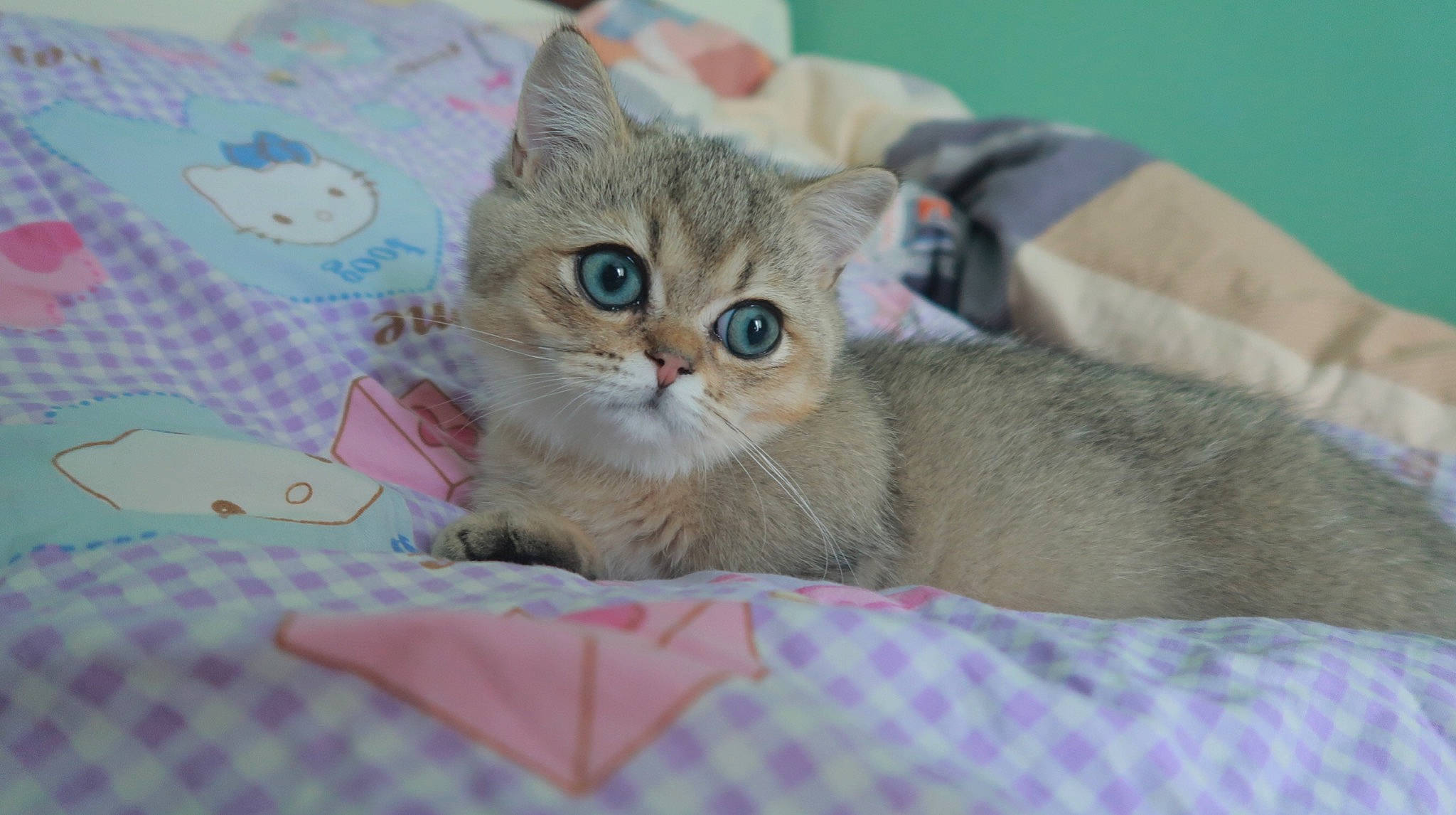 Taiyang participe au concours pour gagner de l'argent avec cette photo : bed, carnivore, cat, cat_supply, claw, comfort, domestic_short_haired_cat, fawn, felidae, fur, linens, pattern, paw, plaid, small_to_medium_sized_cats, snout, tail, tartan, textile, whiskers