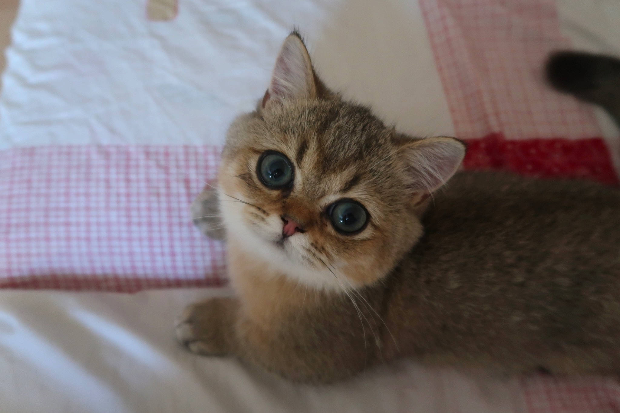 Taiyang participe au concours pour gagner de l'argent avec cette photo : carnivore, cat, cat_supply, claw, domestic_short_haired_cat, fawn, felidae, fur, paw, small_to_medium_sized_cats, whiskers