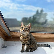 Isys a rejoint le concours — aidez-le/la à gagner de superbes lots ! cat, tabby, windowsill, indoor, sunlight, curious, pet, animal, feline, whiskers, ears, tail, wooden_frame, glass_window, blurred_background, daylight, sitting, looking_up, domestic_cat, striped_fur
