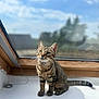 cat, tabby, windowsill, indoor, sunlight, curious, pet, animal, feline, whiskers, ears, tail, wooden_frame, glass_window, blurred_background, daylight, sitting, looking_up, domestic_cat, striped_fur