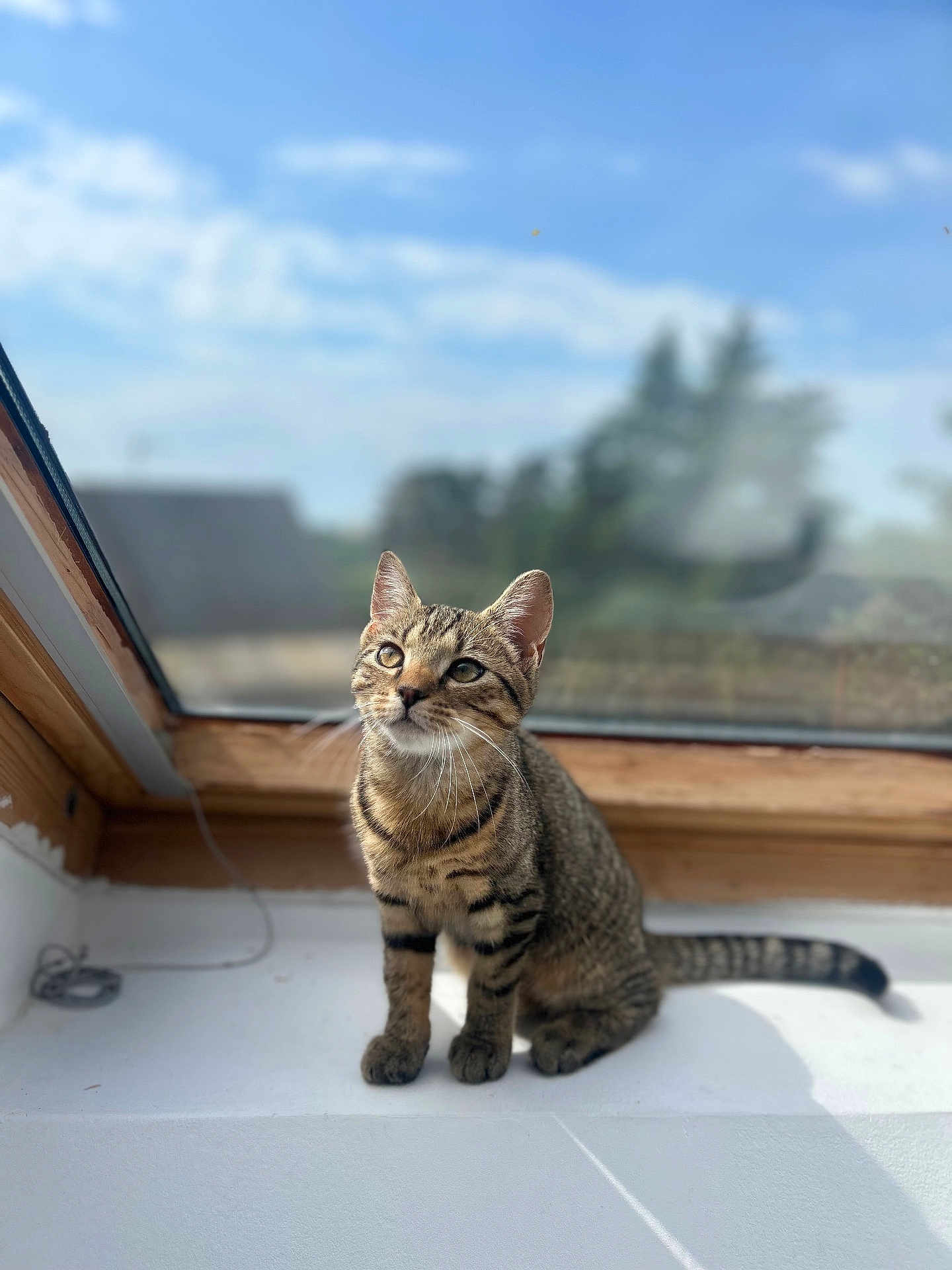 Isys a rejoint le concours — aidez-le/la à gagner de superbes lots ! cat, tabby, windowsill, indoor, sunlight, curious, pet, animal, feline, whiskers, ears, tail, wooden_frame, glass_window, blurred_background, daylight, sitting, looking_up, domestic_cat, striped_fur
