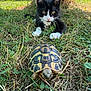 animal, black_and_white, close_up, curious, cute, daylight, fur, grass, greenery, ground, kitten, nature, outdoor, pet, plants, shell, slow_movement, small_animals, tortoise, wildlife