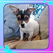 Charlie joined the competition — help win amazing prizes! dog, puppy, ears, couch, blanket, indoor, pet, small_dog, fur, animal, cute, looking_at_camera, seated, cozy, home, relaxed, furniture, decor, brown, white