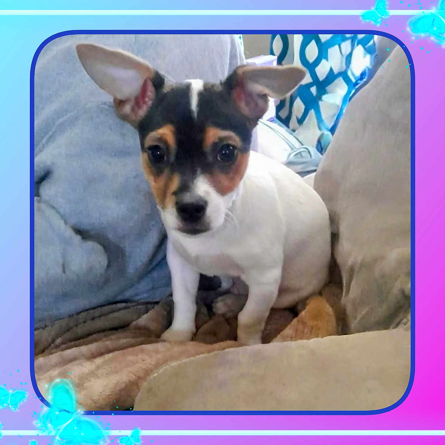 Charlie joined the competition — help win amazing prizes! animal, blanket, brown, couch, cozy, cute, decor, dog, ears, fur, furniture, home, indoor, looking_at_camera, pet, puppy, relaxed, seated, small_dog, white