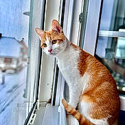 Ginto a rejoint le concours — aidez-le/la à gagner de superbes lots ! cat, orange_cat, white_cat, windowsill, window, screen, indoor, looking_outside, curious, pet, animal, feline, fur, ears, tail, closeup, daylight, home, domestic_cat, window_frame