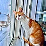 cat, orange_cat, white_cat, windowsill, window, screen, indoor, looking_outside, curious, pet, animal, feline, fur, ears, tail, closeup, daylight, home, domestic_cat, window_frame