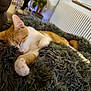 Ginto a rejoint le concours — aidez-le/la à gagner de superbes lots ! cat, sleeping, orange, white, fluffy_blanket, cozy, indoor, radiator, home, furniture, pet, relaxing, paw, fur, comfort, closeup, resting, cute, domestic, animal