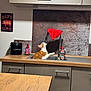 Ginto participe au concours pour gagner de l'argent avec cette photo : cat, kitchen, sink, faucet, red_cloth, countertop, compost_bin, dish_soap, orange_cat, white_cat, domestic, curious, pet, indoor, cabinet, wooden_table, modern, clean, playful, household