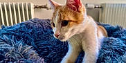 Ginto a rejoint le concours — aidez-le/la à gagner de superbes lots ! kitten, cat, orange_and_white, fluffy_blanket, blue_blanket, indoor, radiator, window, curious, pet, fur, whiskers, animal, young_cat, close_up, soft_texture, cozy, domestic, resting, playful