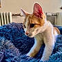 kitten, cat, orange_and_white, fluffy_blanket, blue_blanket, indoor, radiator, window, curious, pet, fur, whiskers, animal, young_cat, close_up, soft_texture, cozy, domestic, resting, playful