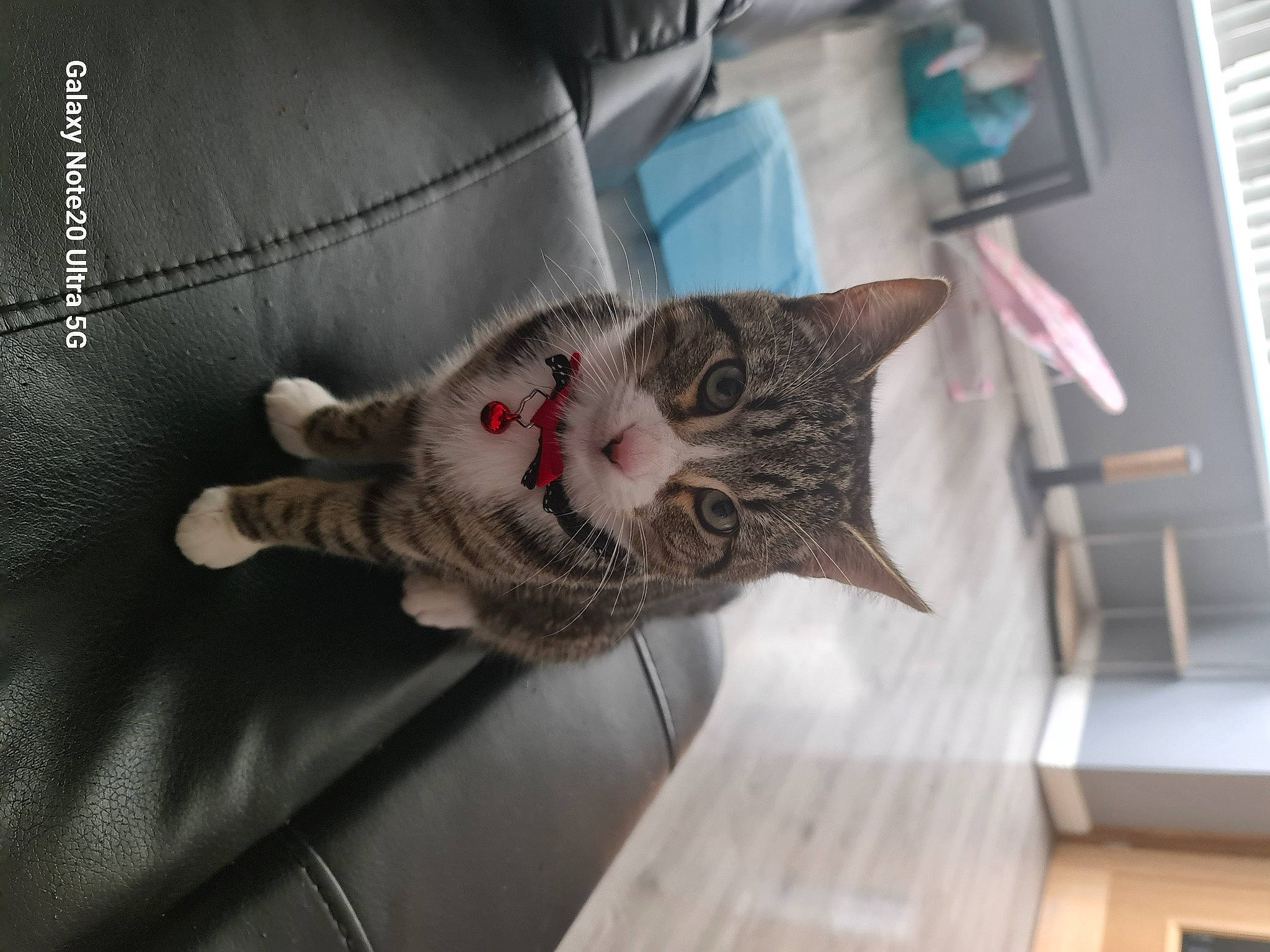 Rocco is registered to the contest to win money with this photo: carnivore, cat, claw, comfort, domestic_short_haired_cat, felidae, flooring, fur, grey, hardwood, paw, plant, room, small_to_medium_sized_cats, snout, tail, tree, whiskers, window, wood