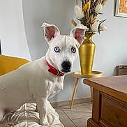 Silaye a rejoint le concours — aidez-le/la à gagner de superbes lots ! alert, animal, blanket, blue_eyes, companion, cute, decor, dog, dried_plants, furniture, home_interior, indoor, pet, portrait, red_collar, tile_floor, vase, white_dog, wooden_table, yellow_vase