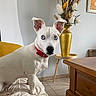 alert, animal, blanket, blue_eyes, companion, cute, decor, dog, dried_plants, furniture, home_interior, indoor, pet, portrait, red_collar, tile_floor, vase, white_dog, wooden_table, yellow_vase