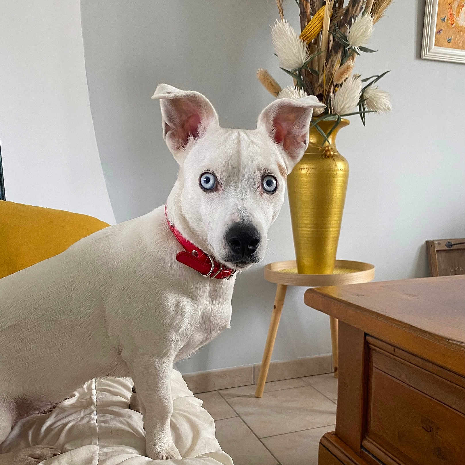 Silaye a rejoint le concours — aidez-le/la à gagner de superbes lots ! alert, animal, blanket, blue_eyes, companion, cute, decor, dog, dried_plants, furniture, home_interior, indoor, pet, portrait, red_collar, tile_floor, vase, white_dog, wooden_table, yellow_vase