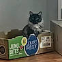 angora, animal, blackcat, box, cardboard, carton, cat, indoors, kitten, manx, pet, siamese
