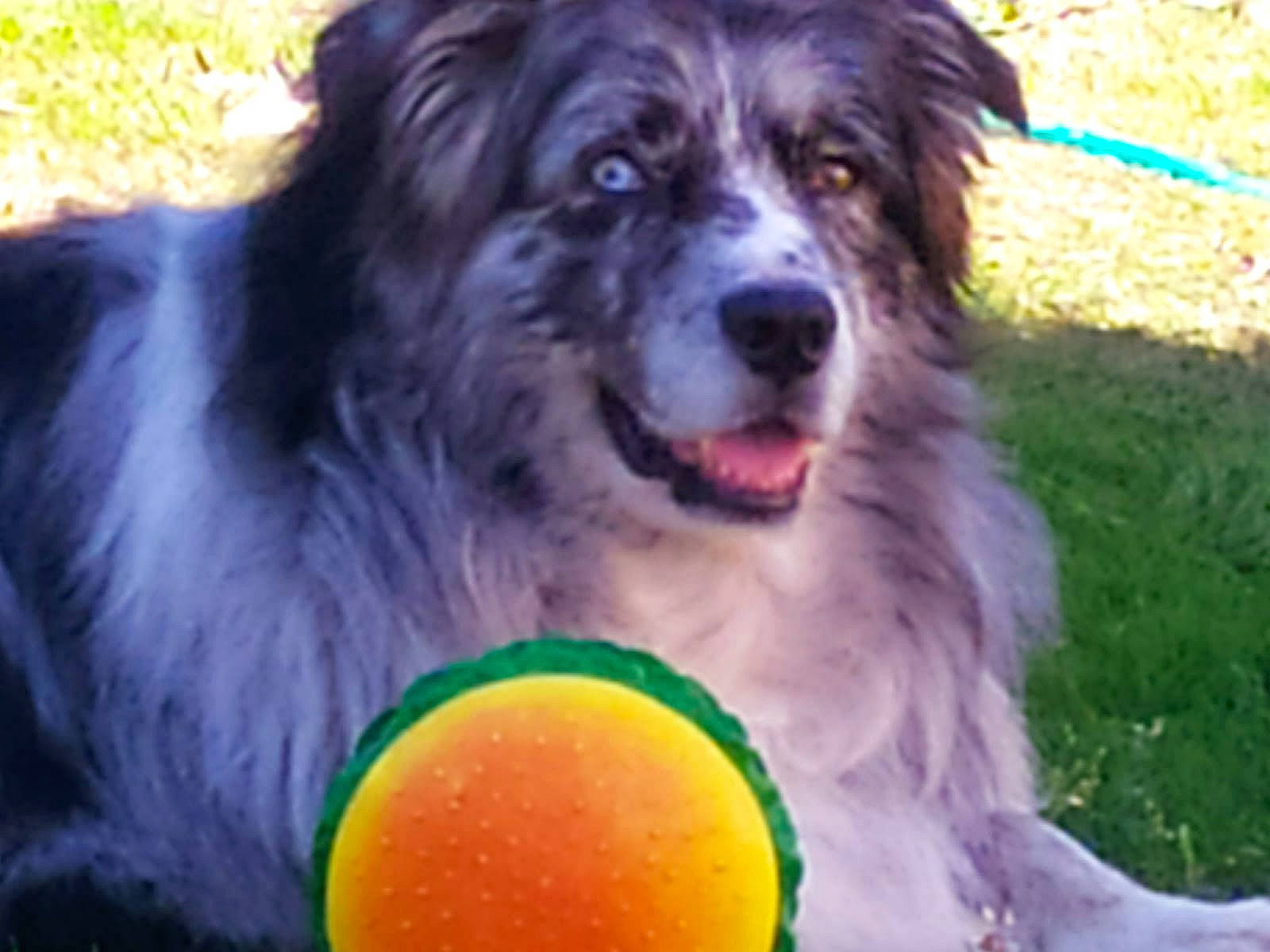 Idaho participe au concours pour gagner de l'argent avec cette photo : border_collie, canidae, carnivore, companion_dog, dog, dog_breed, grass, green, herding_dog, smile, snout, sporting_group, working_animal, working_dog