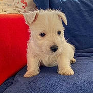 Apollon a rejoint le concours — aidez-le/la à gagner de superbes lots ! animal, blanket, blue, cozy, curious, cushion, cute, dog, ears, fluffy, fur, indoors, nose, pet, puppy, red, sitting, small_dog, white_fur, young_dog