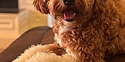 Griffey joined the competition — help win amazing prizes! animal, brown_fur, canine, close_up, companion, couch, curly_fur, dog, domestic, friendly, furry, happy, indoor, leather_furniture, paw, pet, portrait, relaxed, smiling, white_fur