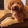 animal, brown_fur, canine, close_up, companion, couch, curly_fur, dog, domestic, friendly, furry, happy, indoor, leather_furniture, paw, pet, portrait, relaxed, smiling, white_fur