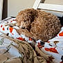 Griffey joined the competition — help win amazing prizes! animal, bed, blanket, comfortable, cozy, curled_up, curly_fur, dog, fluffy, fur, indoor, orange_pattern, peaceful, pet, relaxed, resting, sleeping, soft, warm, white_blanket