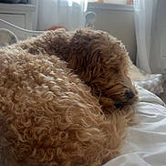 Griffey is registered to the contest to win money with this photo: bed, brown, cozy, curly_fur, curtains, dog, domestic, flower_vase, fluffy, furniture, home, indoor, natural_light, peaceful, pet, relaxed, resting, sleeping, white_bedspread, window