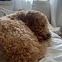 bed, brown, cozy, curly_fur, curtains, dog, domestic, flower_vase, fluffy, furniture, home, indoor, natural_light, peaceful, pet, relaxed, resting, sleeping, white_bedspread, window