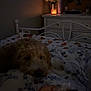Griffey is registered to the contest to win money with this photo: bed, bedroom, blanket, candle, comfort, cozy, decor, dim_light, dog, flowers, fluffy, hand, indoor, night, pillow, relaxing, resting, soft_light, vase, white_furniture