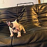 Athena joined the competition — help win amazing prizes! puppy, dog, small_dog, leather_couch, black_couch, indoor, pet, young_dog, curious, cute, animal, furniture, home, domestic_animal, sitting, looking_down, ears_up, short_hair, tiny_puppy, cozy