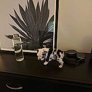 Athena joined the competition — help win amazing prizes! puppy, dog, black_and_white, water_bottle, headphones, table, drawer, artwork, plant_art, indoor, pet, animal, curious, small, spotted, wooden_furniture, neutral_wall, frame, decor, surface