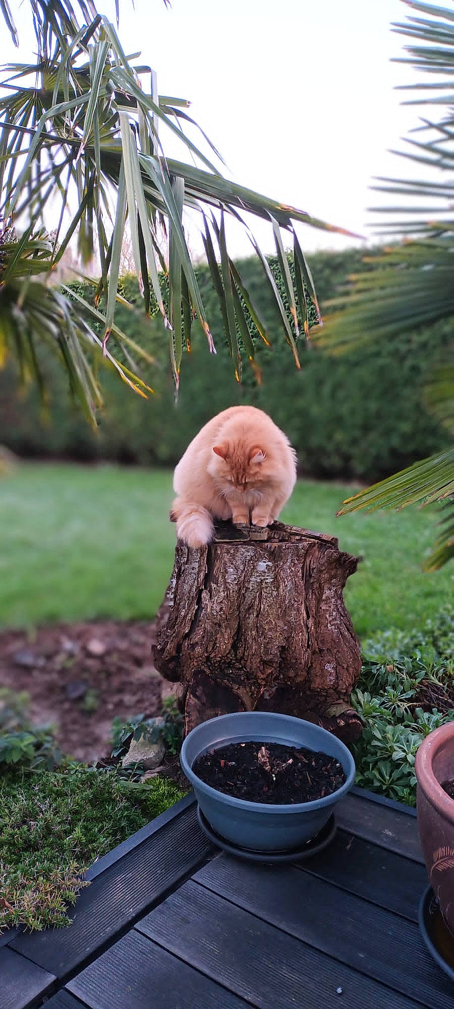 Rouckmout participe au concours pour gagner de l'argent avec cette photo : carnivore, cat, fawn, felidae, flowerpot, fur, garden, grass, groundcover, houseplant, leaf, plant, small_to_medium_sized_cats, soil, tail, terrestrial_animal, twig, whiskers, wildlife, wood