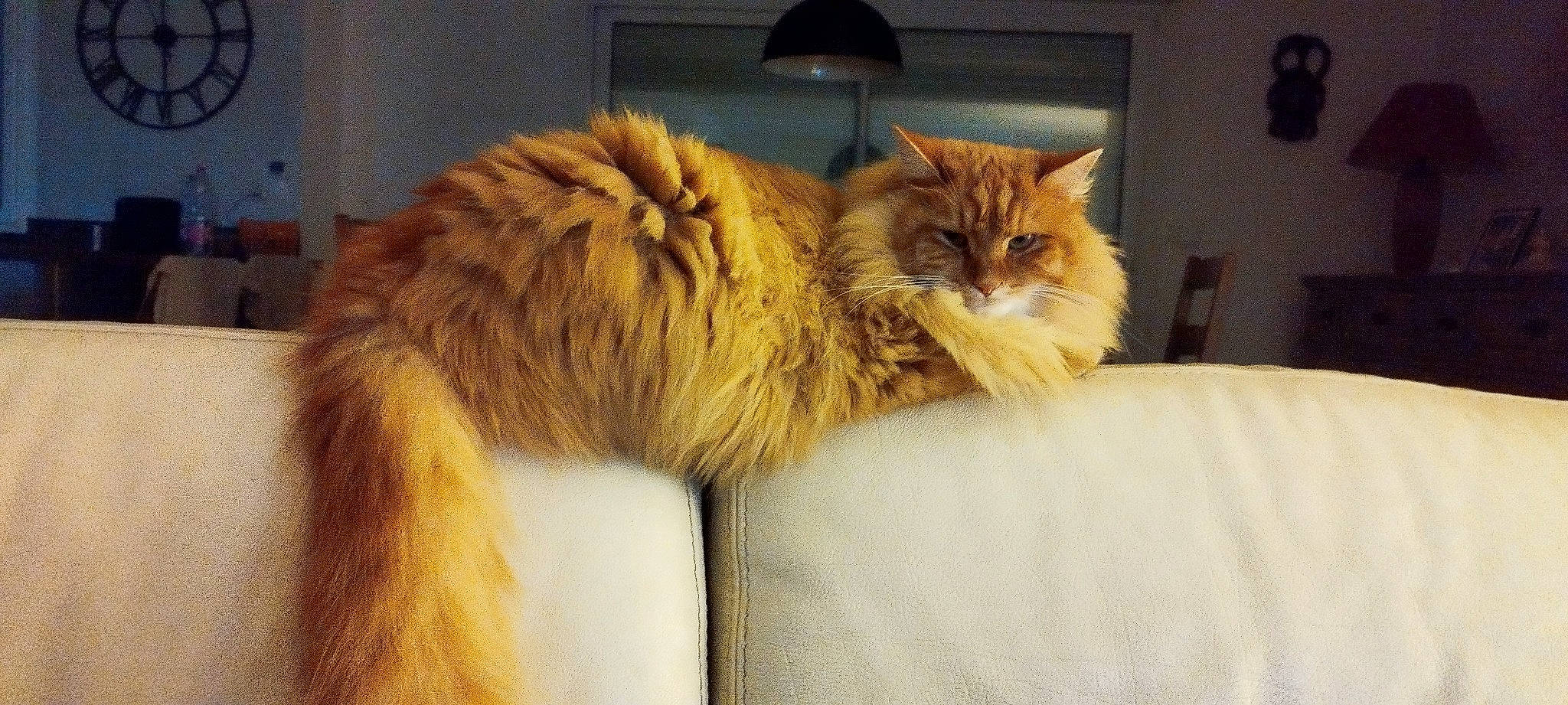 Rouckmout a rejoint le concours — aidez-le/la à gagner de superbes lots ! carnivore, cat, claw, comfort, domestic_short_haired_cat, fawn, felidae, fur, maine_coon, nap, natural_material, paw, small_to_medium_sized_cats, snout, tail, terrestrial_animal, whiskers, wood