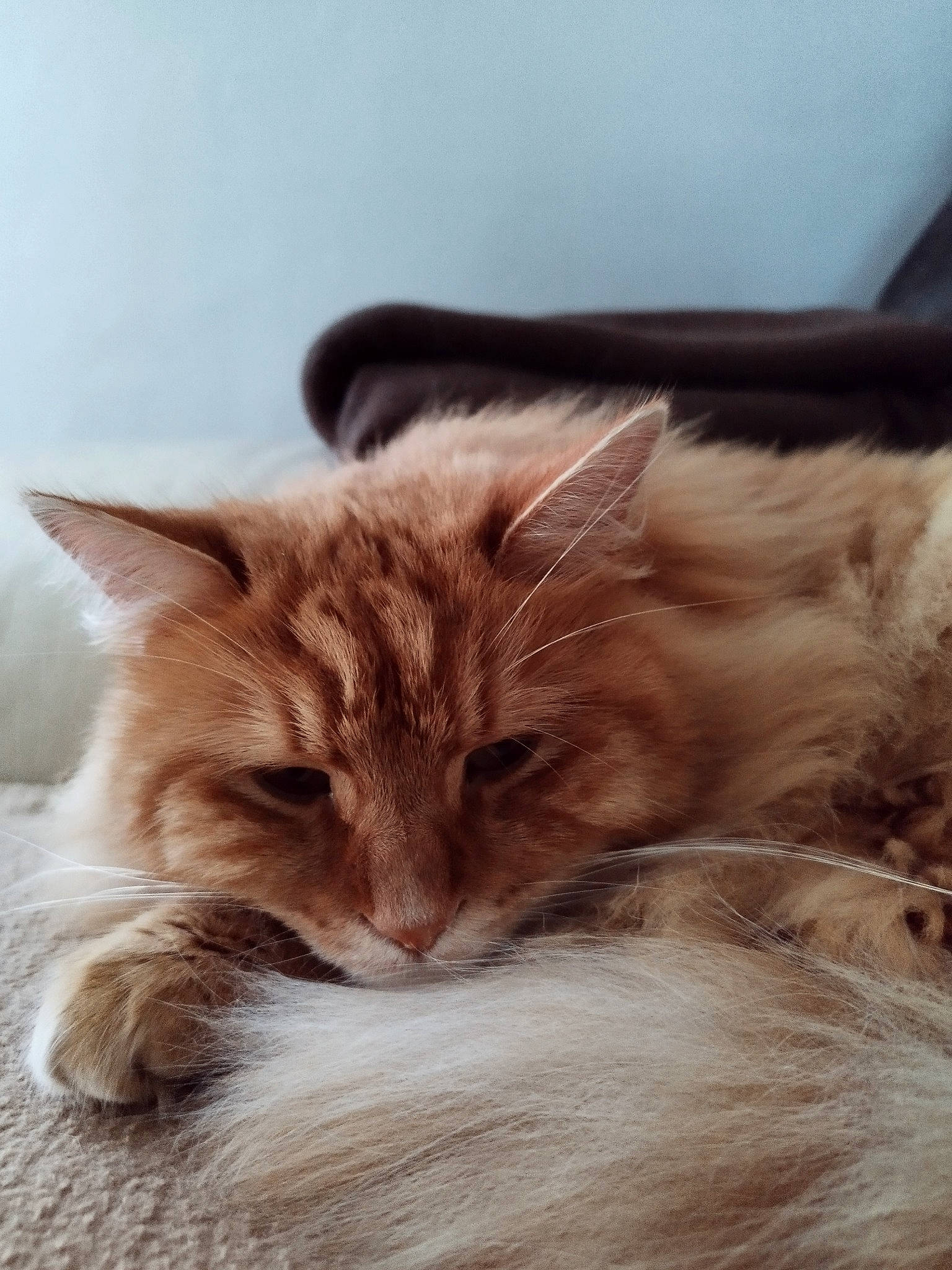 Rouckmout participe au concours pour gagner de l'argent avec cette photo : carnivore, cat, cat_supply, claw, comfort, domestic_short_haired_cat, felidae, fur, maine_coon, paw, siberian, small_to_medium_sized_cats, snout, tail, whiskers, wood