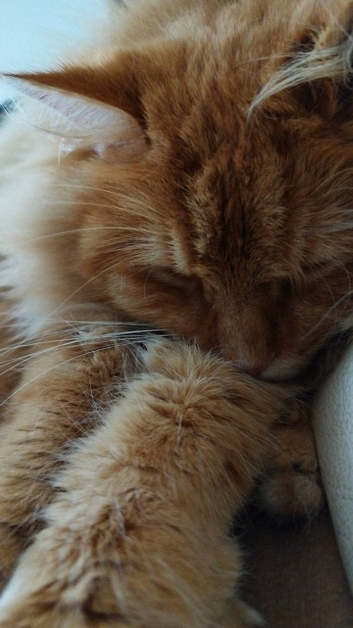 Rouckmout a rejoint le concours — aidez-le/la à gagner de superbes lots ! carnivore, cat, claw, close_up, comfort, fawn, felidae, flooring, fur, natural_material, paw, small_to_medium_sized_cats, snout, tail, terrestrial_animal, whiskers, wildlife