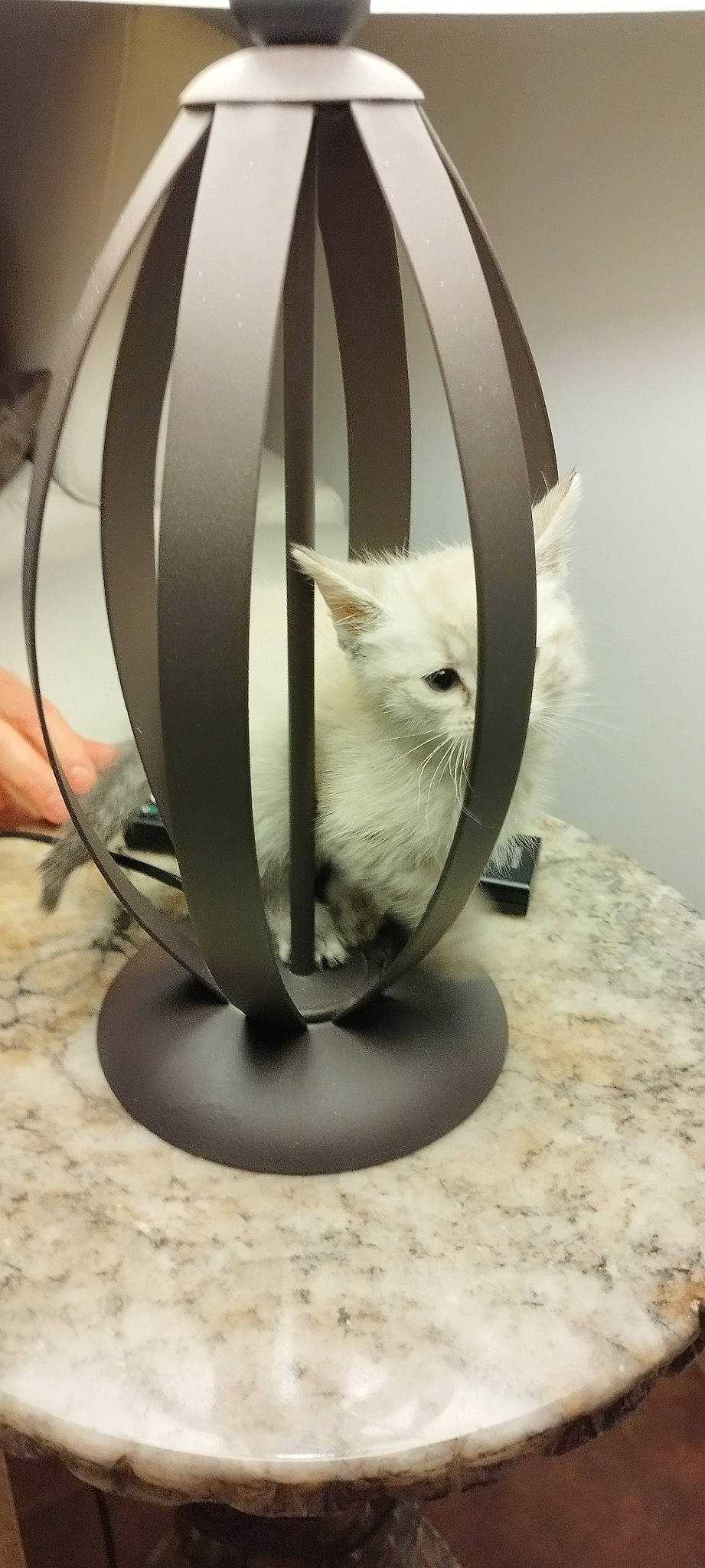 Iris a rejoint le concours — aidez-le/la à gagner de superbes lots ! art, audio_equipment, automotive_tire, automotive_wheel_system, carnivore, cat, chair, circle, domestic_short_haired_cat, felidae, font, metal, rim, sculpture, small_to_medium_sized_cats, still_life_photography, table, tail, whiskers, wood