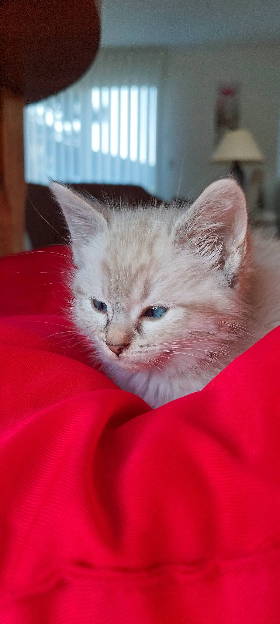 Iris a rejoint le concours — aidez-le/la à gagner de superbes lots ! carnivore, cat, cat_supply, claw, comfort, domestic_short_haired_cat, eye, fawn, felidae, fur, hair, iris, paw, peach, small_to_medium_sized_cats, snout, whiskers