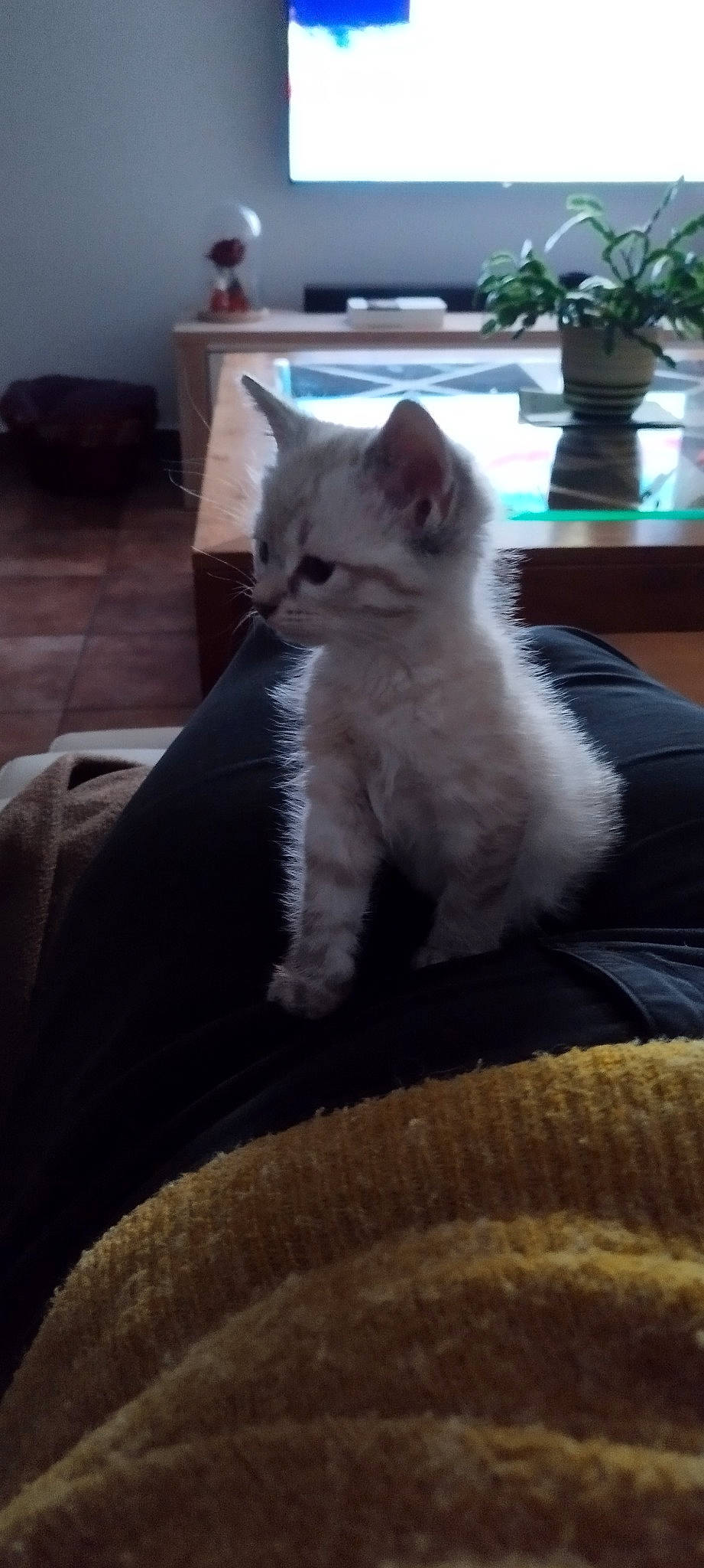 Iris a rejoint le concours — aidez-le/la à gagner de superbes lots ! carnivore, cat, chair, comfort, couch, domestic_short_haired_cat, fawn, felidae, flooring, flowerpot, fur, furniture, houseplant, paw, sitting, small_to_medium_sized_cats, snout, tail, whiskers, window