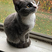 Shadow joined the competition — help win amazing prizes! cat, gray_cat, white_fur, sitting, windowsill, window_screen, outdoor_view, grass, autumn_leaves, curious, pet, animal, whiskers, ears, tail, indoor, daylight, close_up, feline, domestic_cat