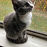 animal, autumn_leaves, cat, close_up, curious, daylight, domestic_cat, ears, feline, grass, gray_cat, indoor, outdoor_view, pet, sitting, tail, whiskers, white_fur, window_screen, windowsill